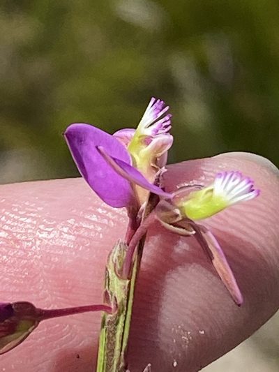 Polygala triquetra, photographed by Dave U