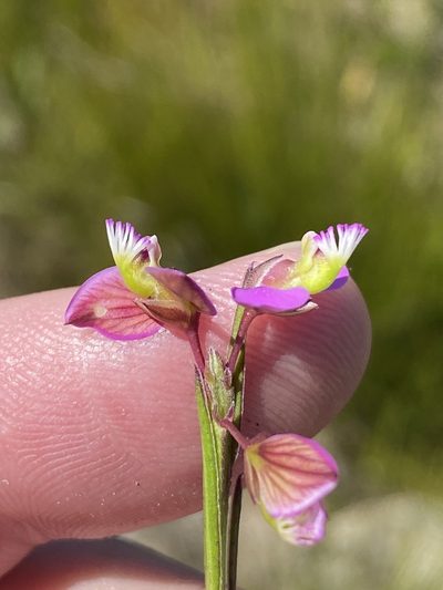 Polygala triquetra, photographed by Dave U