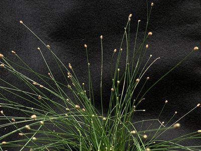 Eleocharis geniculata, photographed by mark-groeneveld