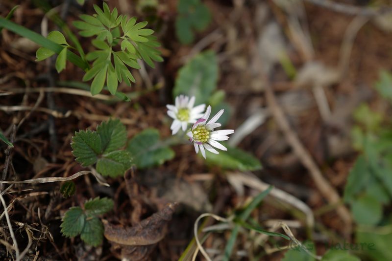 Leibnitzia anandria, photographed by Wang.QG