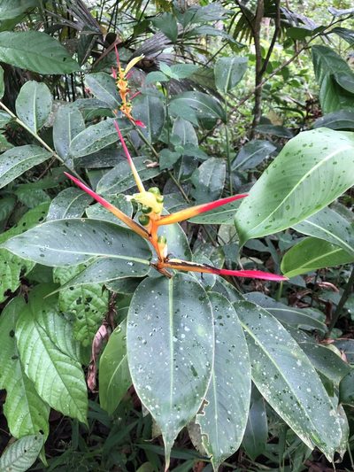 Heliconia schumanniana, photographed by Skjold Søndergaard