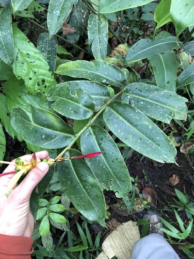 Heliconia schumanniana, photographed by Skjold Søndergaard