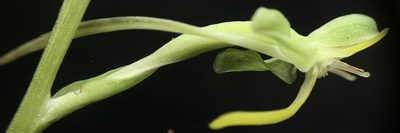 Habenaria floribunda, photographed by mark-groeneveld