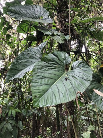 Philodendron dodsonii, photographed by Skjold Søndergaard