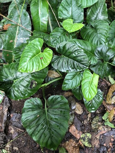 Philodendron dodsonii, photographed by Skjold Søndergaard