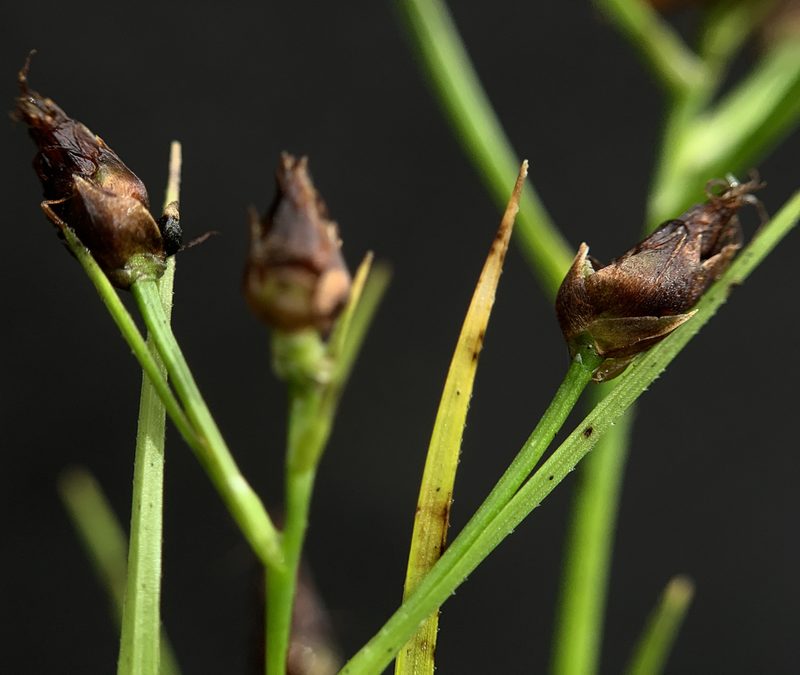 Rhynchospora nitens, photographed by mark-groeneveld