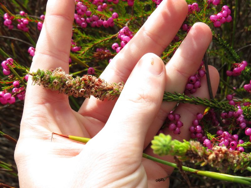 Erica pyxidiflora, photographed by Jeremy Gilmore