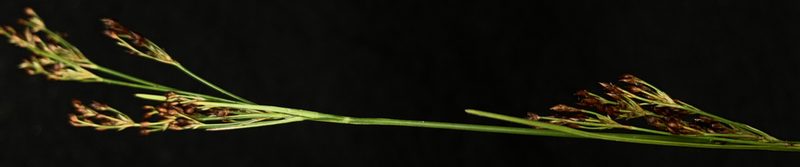 Rhynchospora microcarpa, photographed by mark-groeneveld