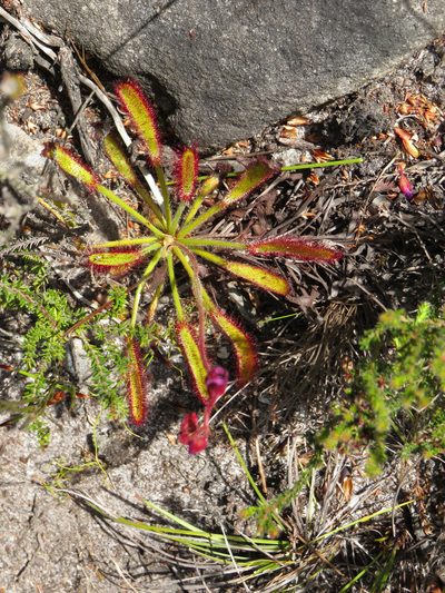 Drosera ramentacea, photographed by Jeremy Gilmore