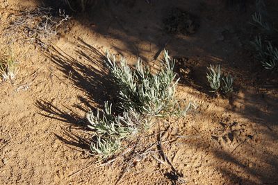 Othonna humilis, photographed by Tony Rebelo
