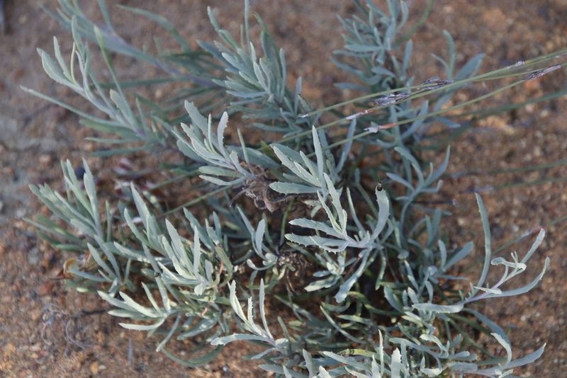 Othonna humilis, photographed by Tony Rebelo