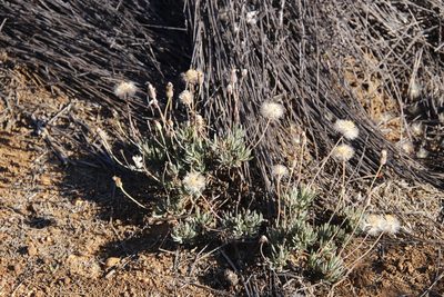 Othonna humilis, photographed by Tony Rebelo