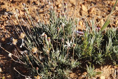 Othonna humilis, photographed by Tony Rebelo