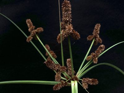 Cyperus ligularis, photographed by mark-groeneveld