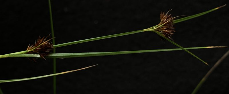 Rhynchospora fascicularis, photographed by mark-groeneveld