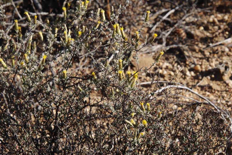 Pteronia cinerea, photographed by Tony Rebelo