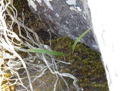 Campylopus bartramiaceus, photographed by Jeremy Gilmore
