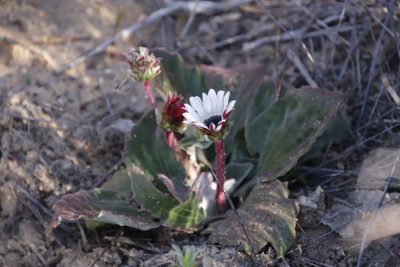Arctotis acaulis, photographed by Tony Rebelo