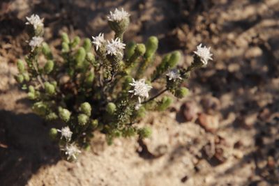 Phylica affinis, photographed by Tony Rebelo