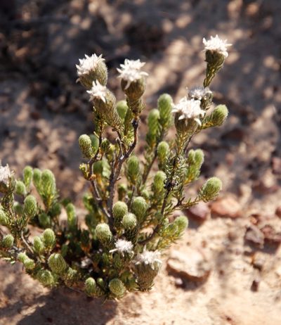 Phylica affinis, photographed by Tony Rebelo