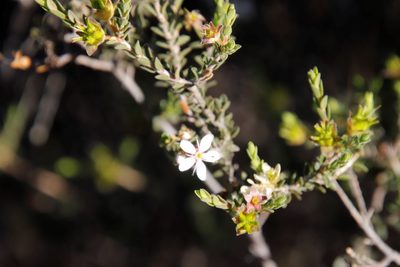 Agathosma spinescens, photographed by Tony Rebelo