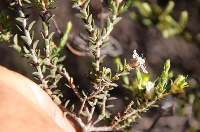 Agathosma spinescens, photographed by Tony Rebelo