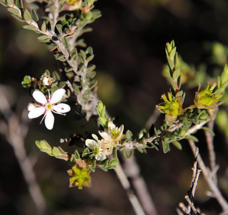 Agathosma spinescens, photographed by Tony Rebelo