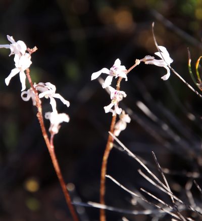 Cyphia incisa, photographed by Tony Rebelo