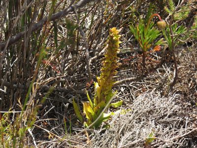 Disa cylindrica, photographed by Jeremy Gilmore