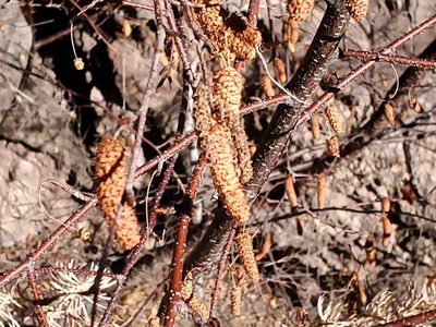 Betula occidentalis, photographed by Craig Martin