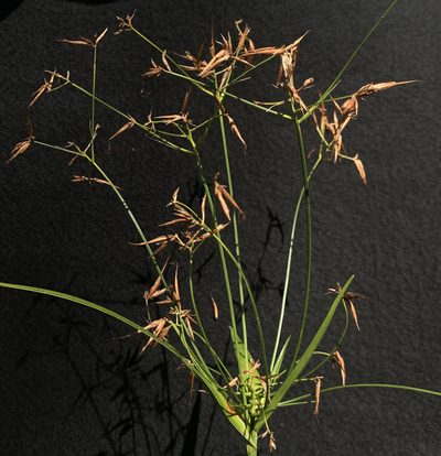 Rhynchospora inundata, photographed by mark-groeneveld