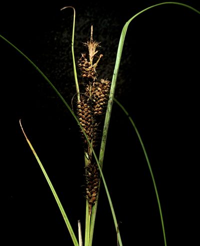 Carex verrucosa, photographed by mark-groeneveld
