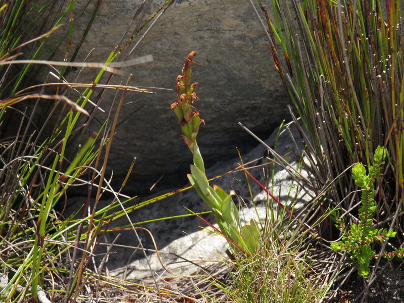 Disa bolusiana, photographed by Jeremy Gilmore