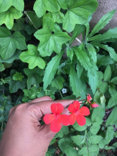 Pelargonium tongaense, photographed by Presha Soogrim