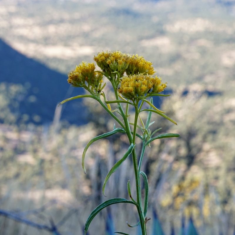 Gymnosperma glutinosum, photographed by Andrew Tree