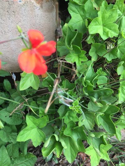 Pelargonium tongaense, photographed by Presha Soogrim