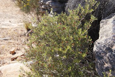 Phylica oleifolia, photographed by Tony Rebelo