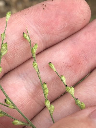 Urochloa arizonica, photographed by Jared Shorma
