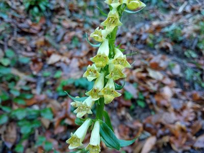 Digitalis lutea, photographed by Josep Gesti