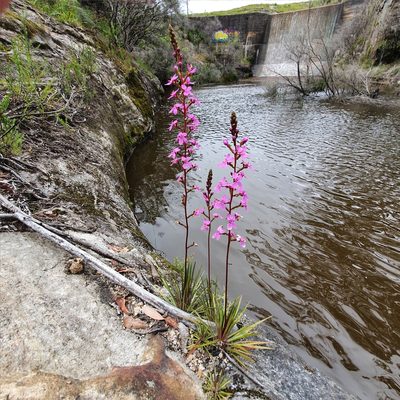 Stylidium graminifolium, photographed by ronavery