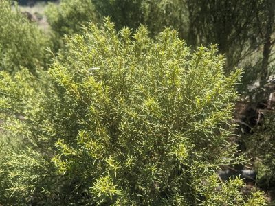 Adenostoma sparsifolium, photographed by Dave West