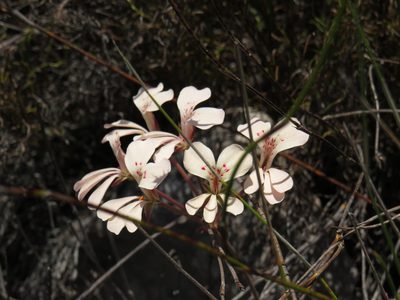 Pelargonium pinnatum, photographed by Jeremy Gilmore