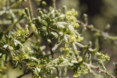 Galium tomentosum, photographed by Tony Rebelo