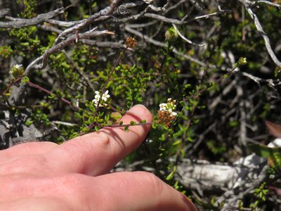 Selago levynsiae, photographed by Jeremy Gilmore