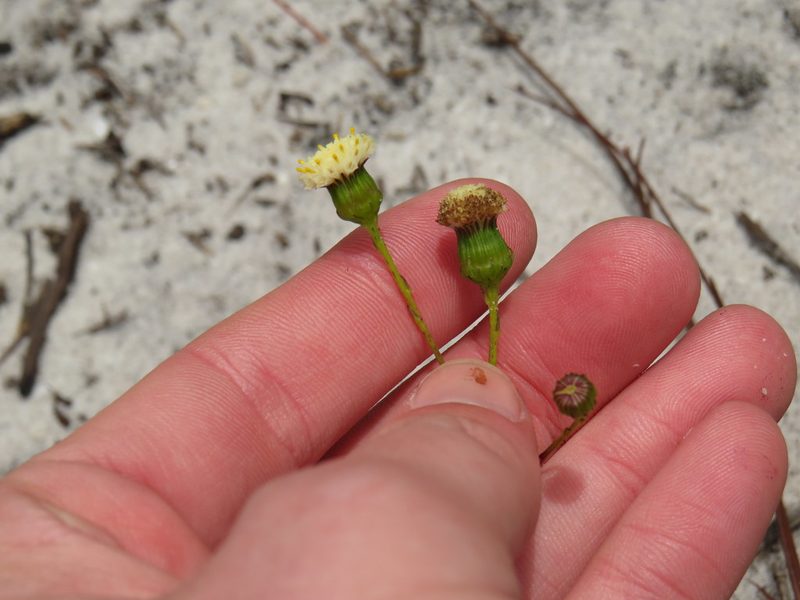 Senecio paniculatus, photographed by Jeremy Gilmore