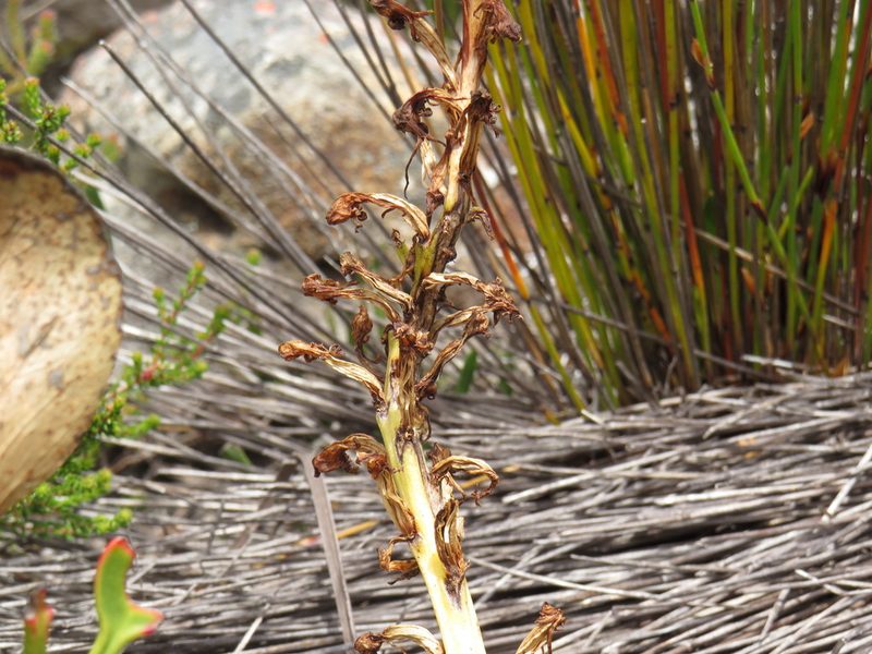 Satyrium candidum, photographed by Jeremy Gilmore