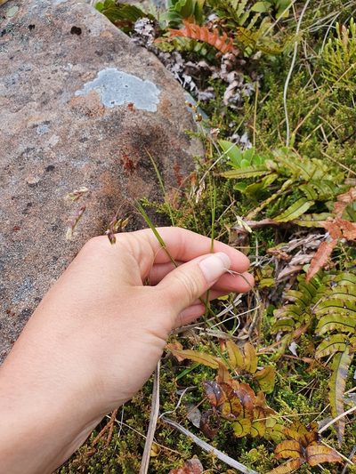 Anthoxanthum novae-zelandiae
