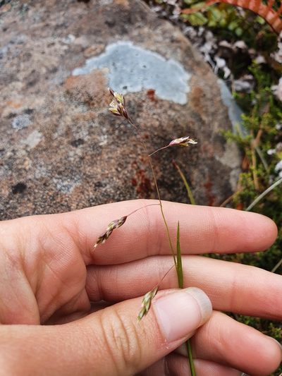 Anthoxanthum novae-zelandiae, photographed by Danielle Munster