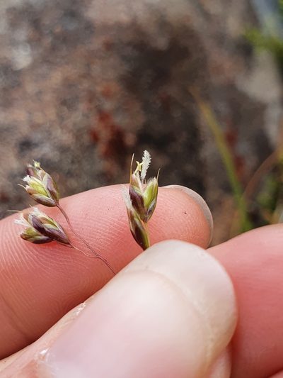 Anthoxanthum novae-zelandiae, photographed by Danielle Munster