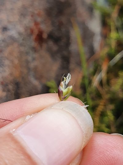 Anthoxanthum novae-zelandiae, photographed by Danielle Munster